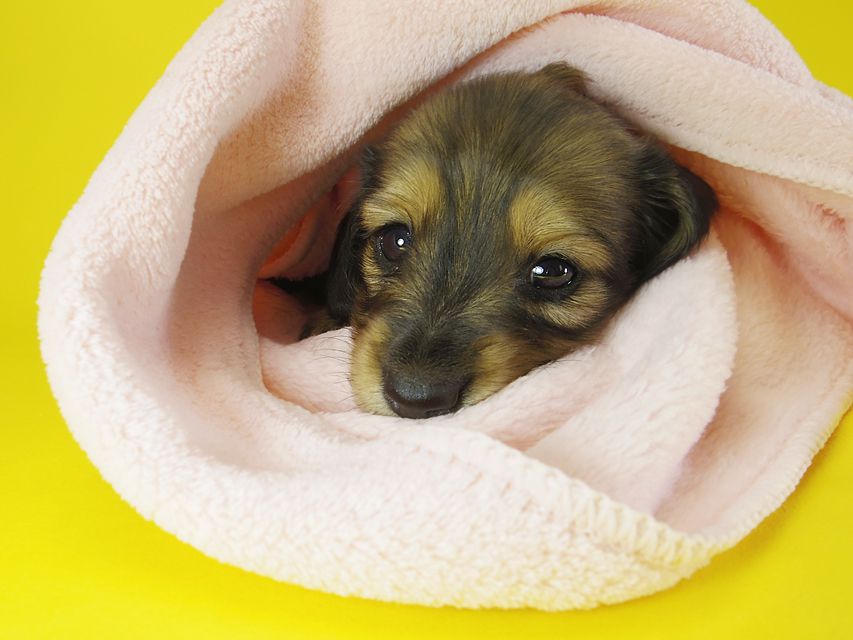 ダックスフンド カニンヘン わかば & ジムダンディの子犬 シェーデットクリーム 女の子