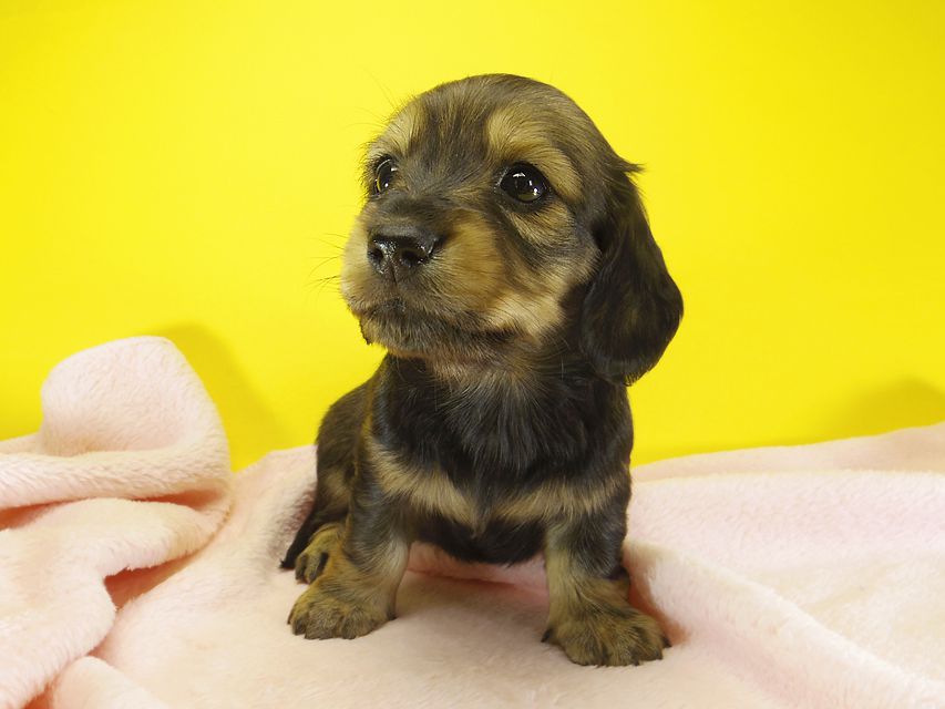 ダックスフンド カニンヘン わかば & ジムダンディの子犬 シェーデットクリーム 女の子