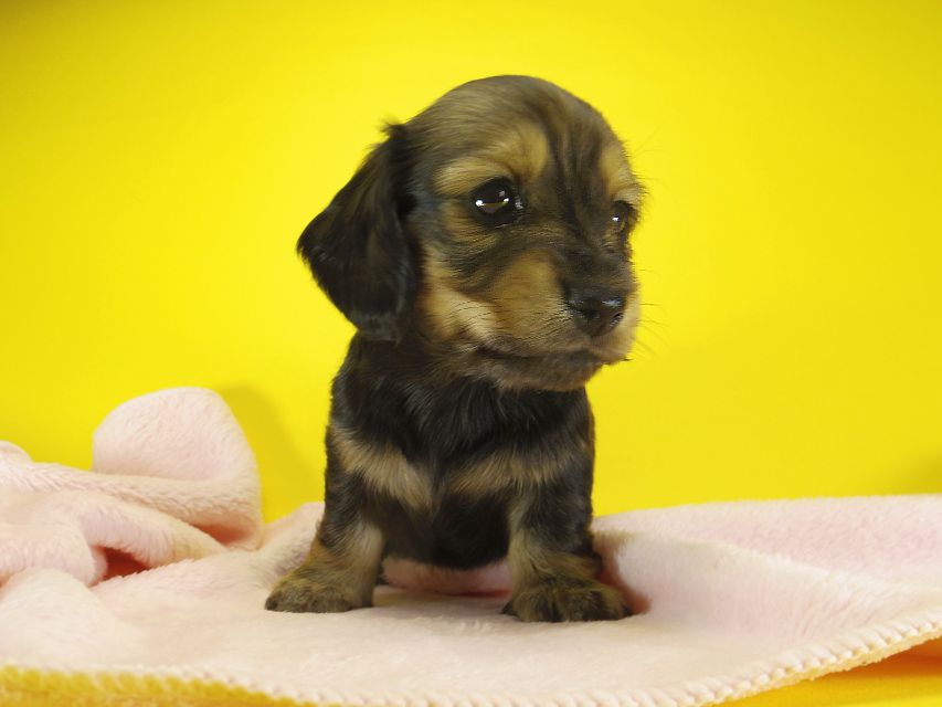 ダックスフンド カニンヘン わかば & ジムダンディの子犬 シェーデットクリーム 女の子