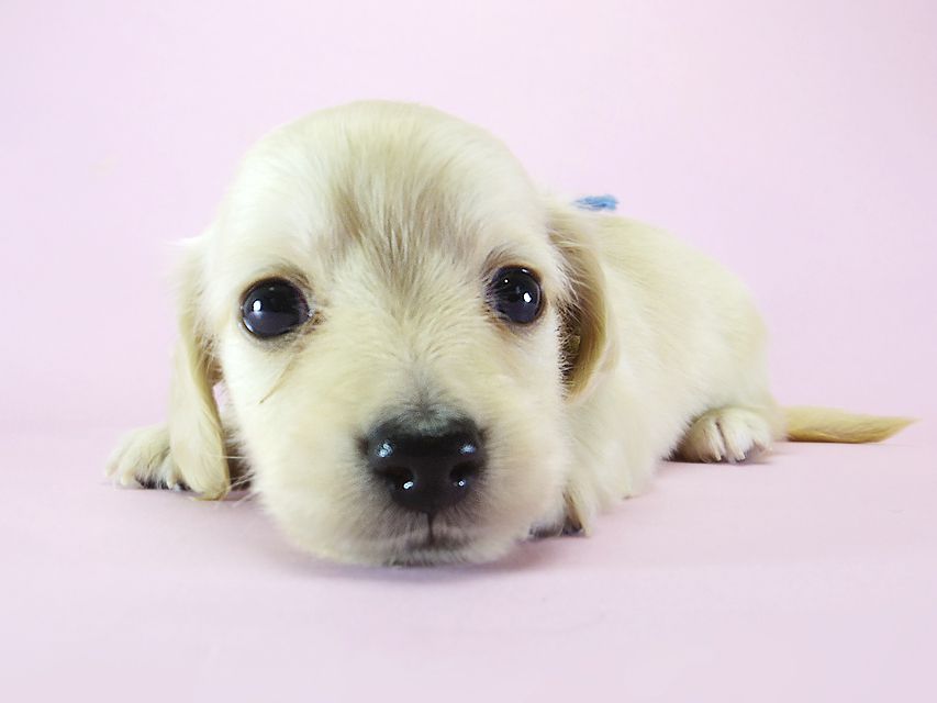 ダックスフンド カニンヘン シェリー.Ti & クッキー.Tiの子犬 ピュアクリーム 女の子③