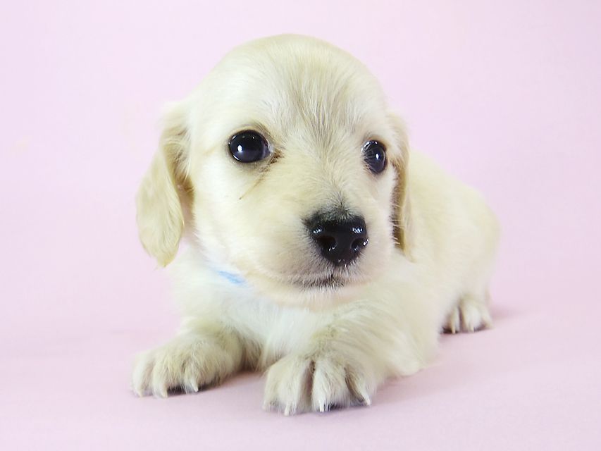 ダックスフンド カニンヘン シェリー.Ti & クッキー.Tiの子犬 ピュアクリーム 女の子③