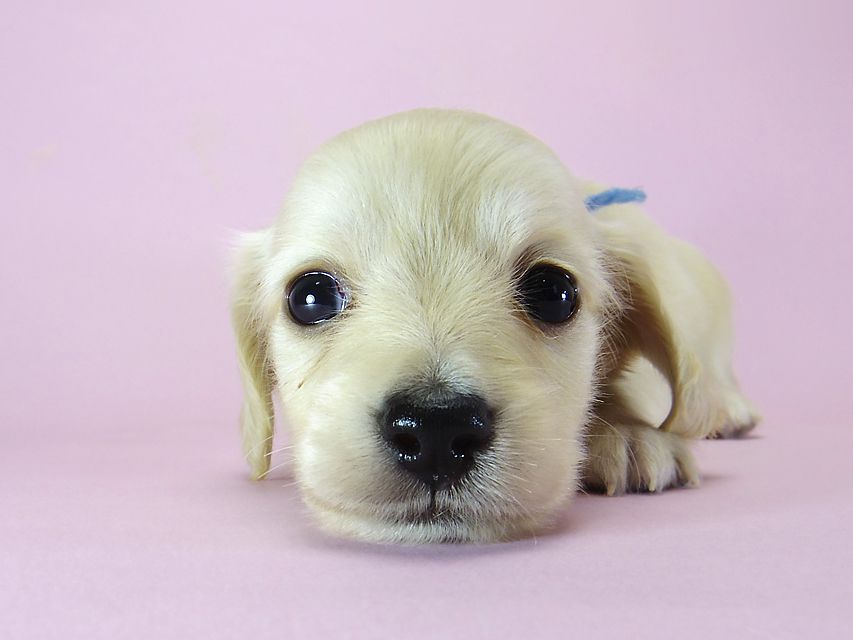 ダックスフンド カニンヘン シェリー.Ti & クッキー.Tiの子犬 ピュアクリーム 女の子③