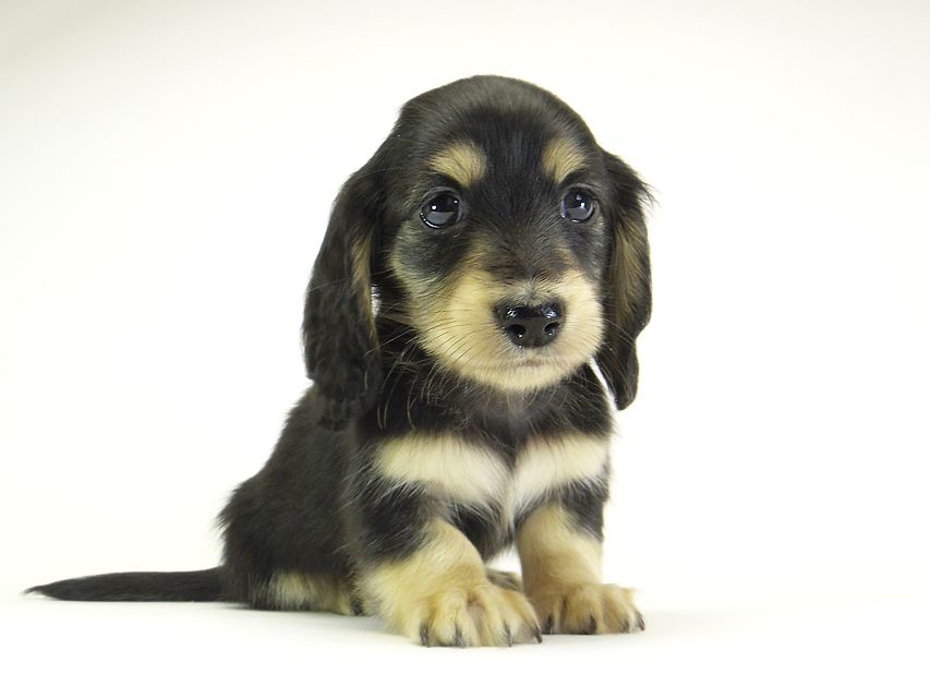 ダックスフンド カニンヘン グリム & 武蔵の子犬 ブラッククリーム 男の子