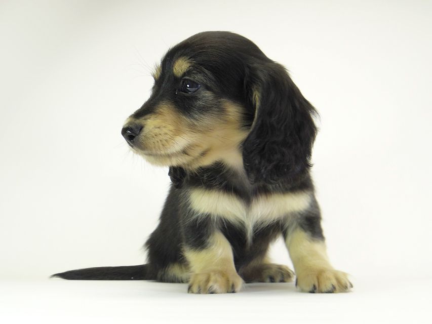 ダックスフンド カニンヘン グリム & 武蔵の子犬 ブラッククリーム 男の子