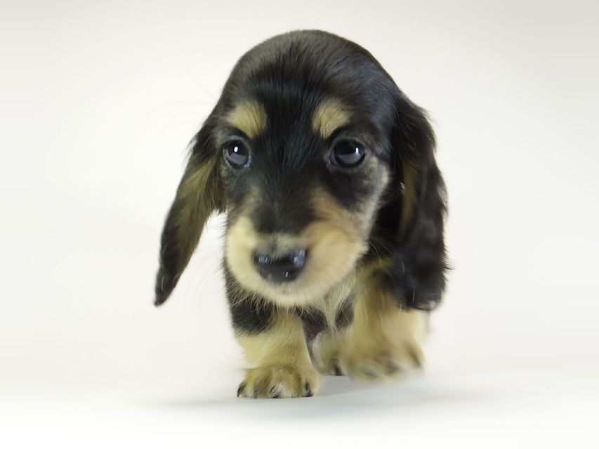ダックスフンド カニンヘン グリム & 武蔵の子犬 ブラッククリーム 男の子