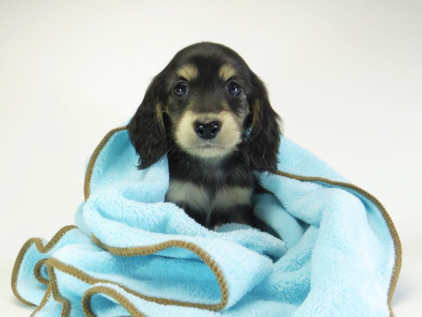 ダックスフンド カニンヘン グリム & 武蔵の子犬 ブラッククリーム 男の子