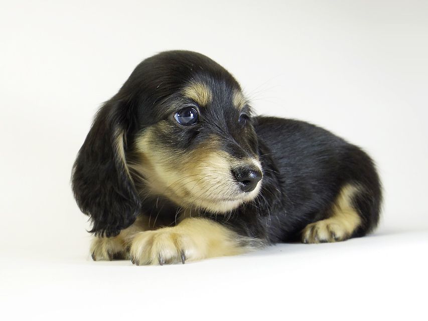 ダックスフンド カニンヘン グリム & 武蔵の子犬 ブラッククリーム 男の子