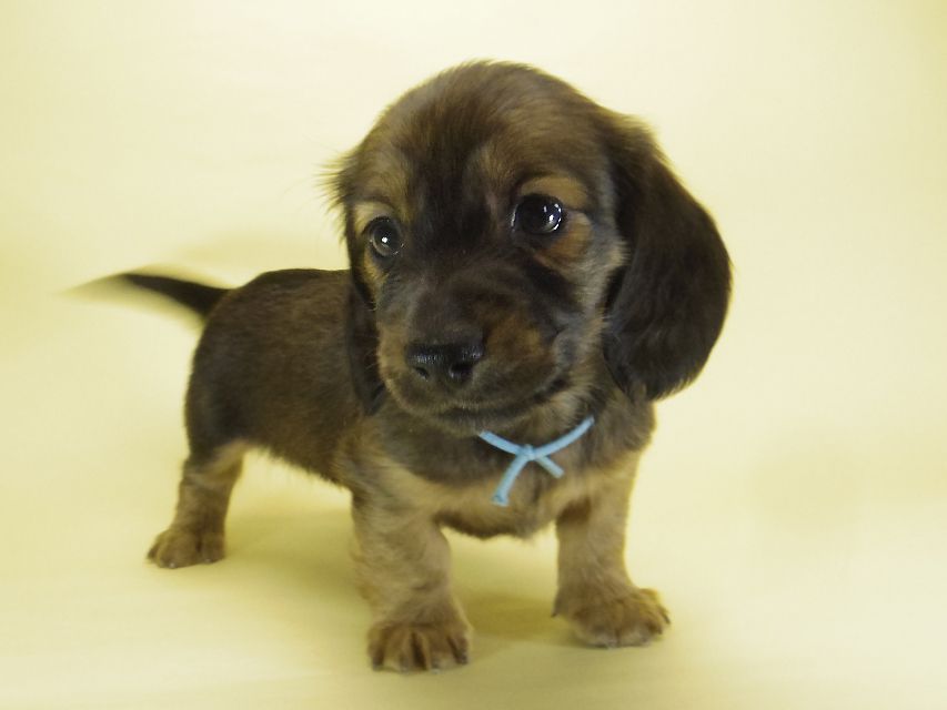 ダックスフンド カニンヘン わかば & ジムダンディの子犬 シェーデットレッド 男の子