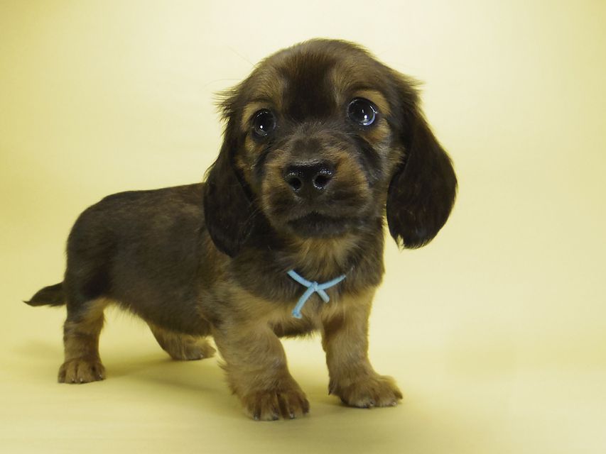 ダックスフンド カニンヘン わかば & ジムダンディの子犬 シェーデットレッド 男の子