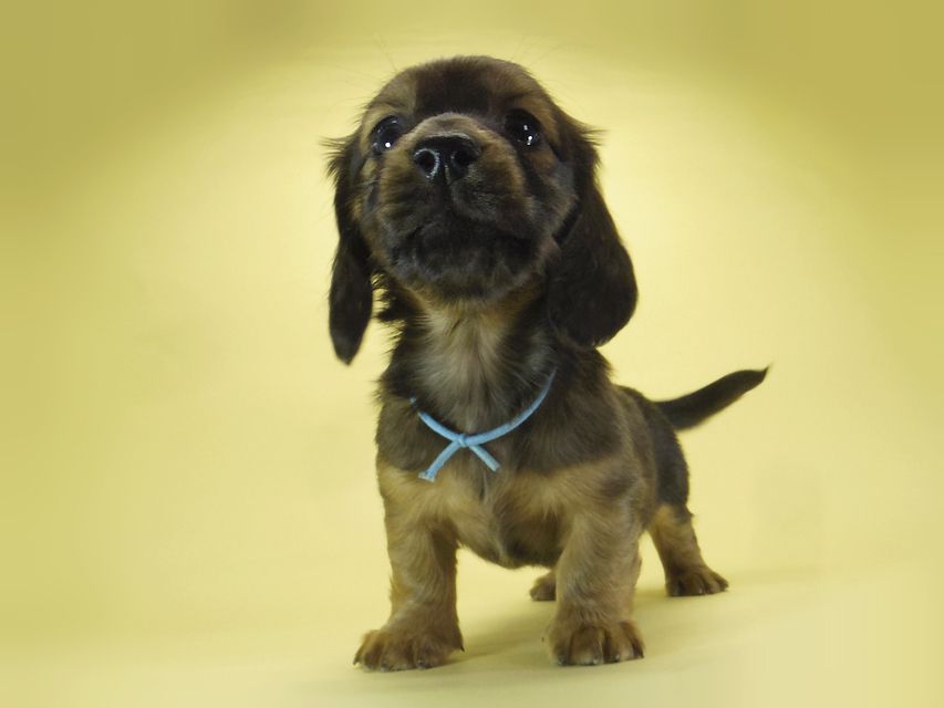 ダックスフンド カニンヘン わかば & ジムダンディの子犬 シェーデットレッド 男の子