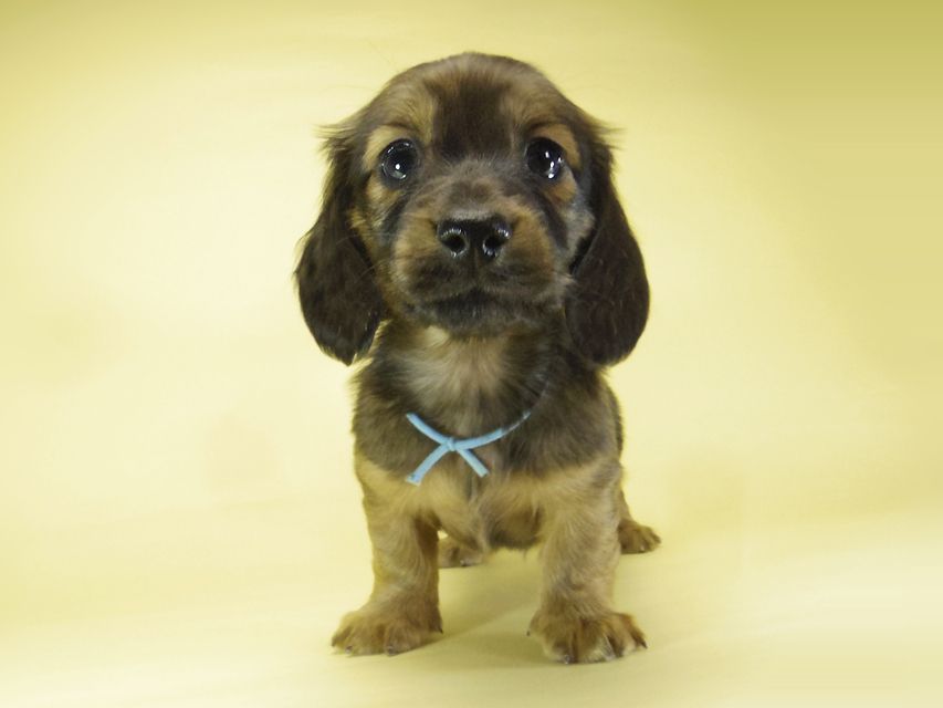 ダックスフンド カニンヘン わかば & ジムダンディの子犬 シェーデットレッド 男の子