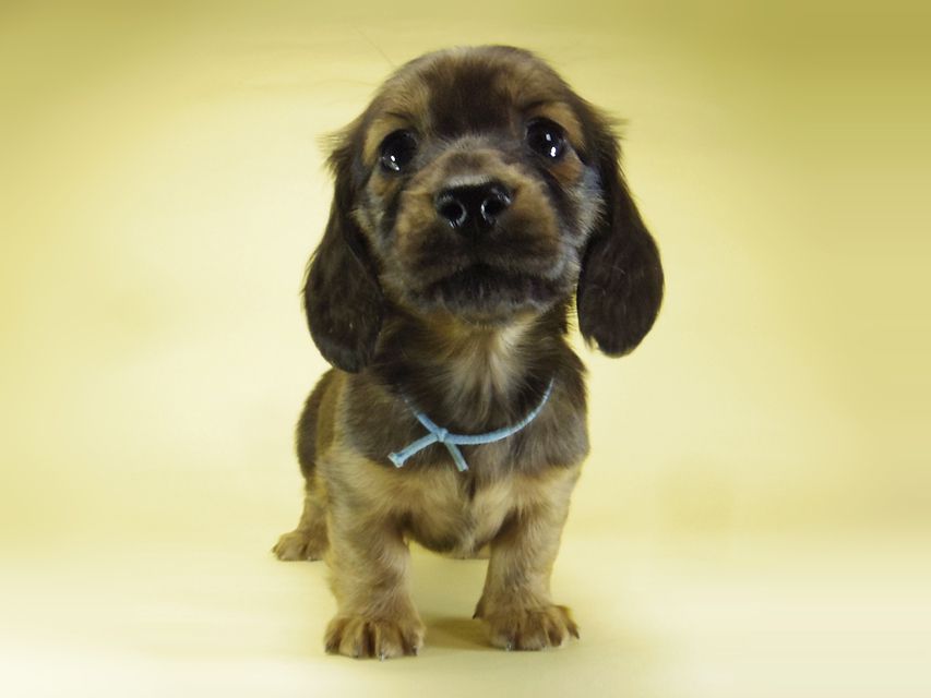 ダックスフンド カニンヘン わかば & ジムダンディの子犬 シェーデットレッド 男の子