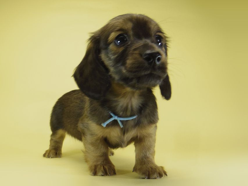 ダックスフンド カニンヘン わかば & ジムダンディの子犬 シェーデットレッド 男の子