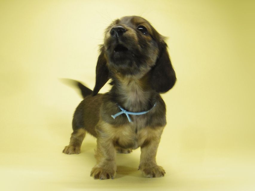 ダックスフンド カニンヘン わかば & ジムダンディの子犬 シェーデットレッド 男の子