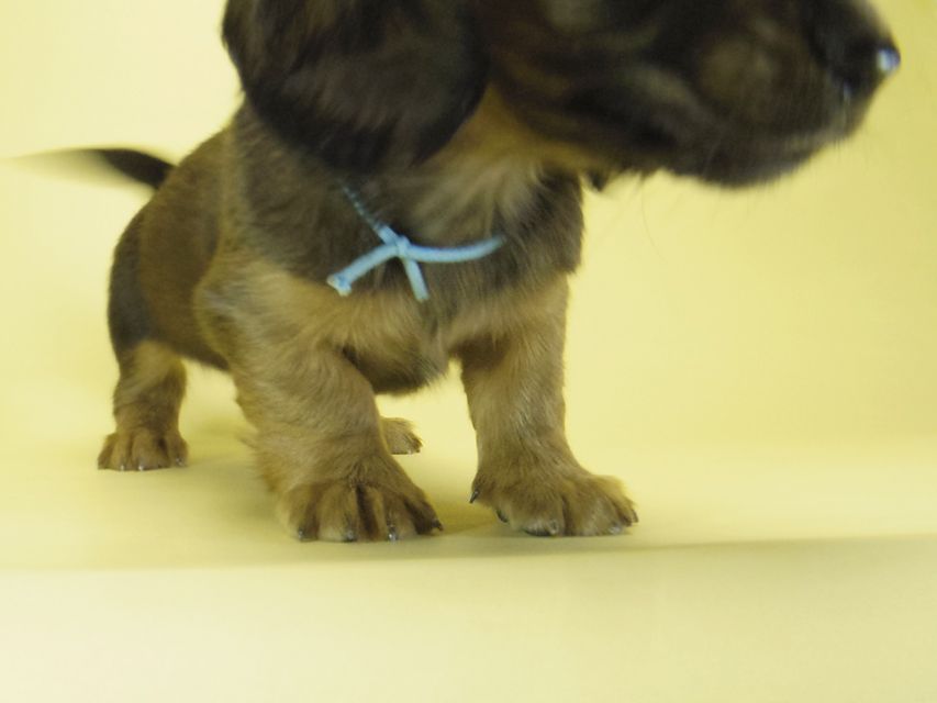 ダックスフンド カニンヘン わかば & ジムダンディの子犬 シェーデットレッド 男の子