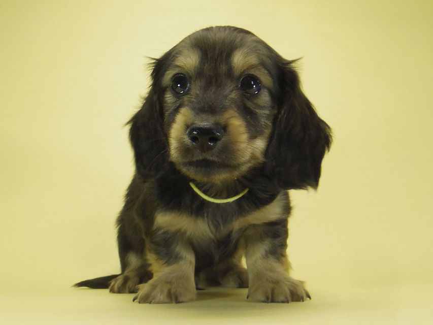 ダックスフンド カニンヘン わかば & ジムダンディの子犬 シェーデットクリーム 男の子①