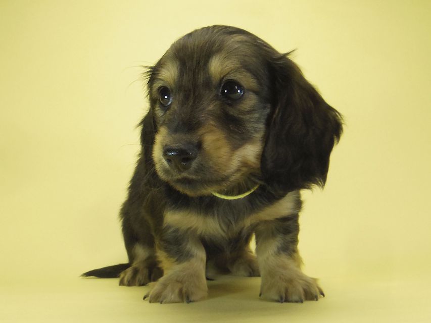 ダックスフンド カニンヘン わかば & ジムダンディの子犬 シェーデットクリーム 男の子①