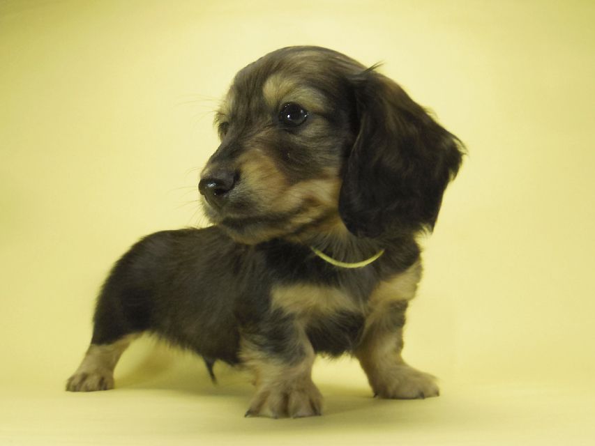 ダックスフンド カニンヘン わかば & ジムダンディの子犬 シェーデットクリーム 男の子①