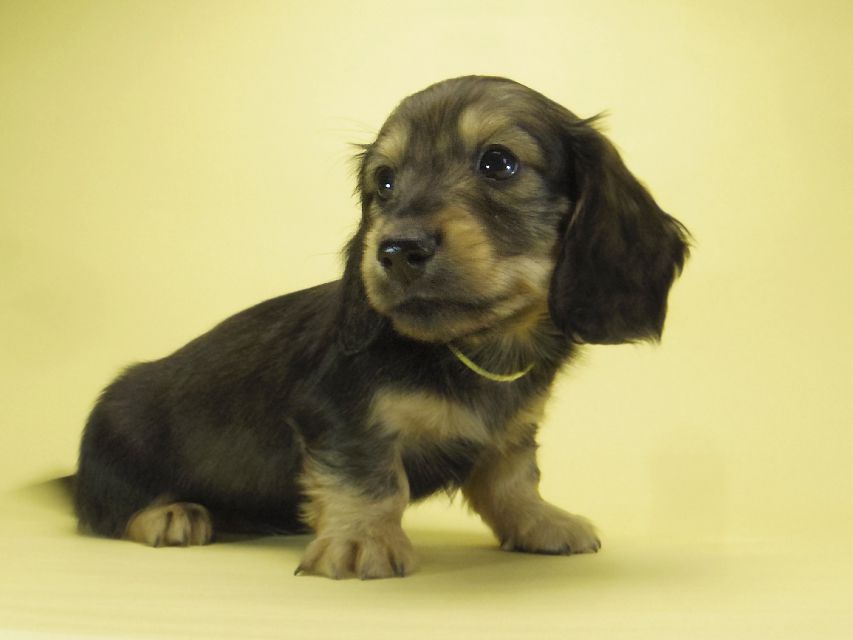 ダックスフンド カニンヘン わかば & ジムダンディの子犬 シェーデットクリーム 男の子①