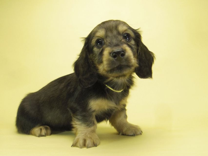 ダックスフンド カニンヘン わかば & ジムダンディの子犬 シェーデットクリーム 男の子①