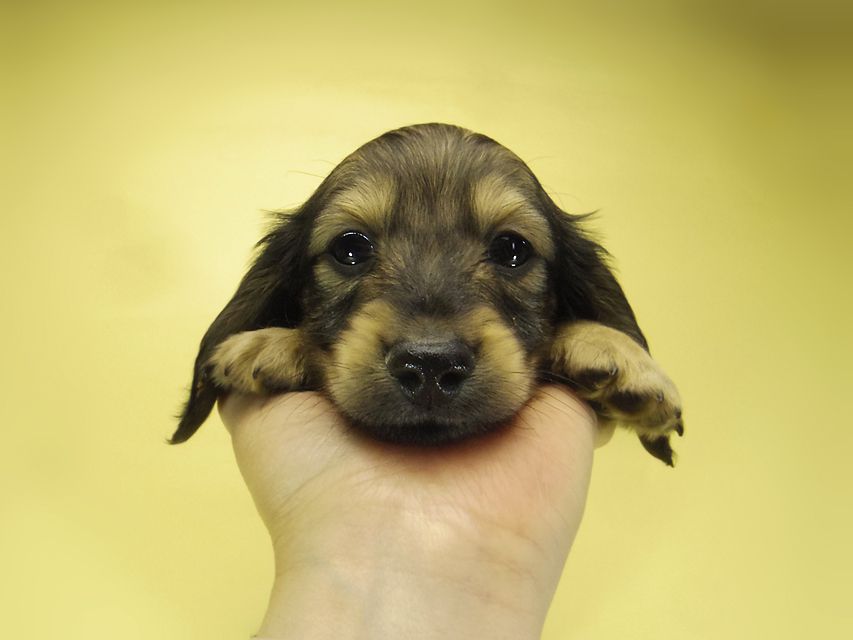 ダックスフンド カニンヘン わかば & ジムダンディの子犬 シェーデットクリーム 男の子①