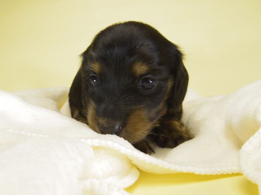 ダックスフンド カニンヘン いちご & オスカルの子犬 ブラタン女の子①