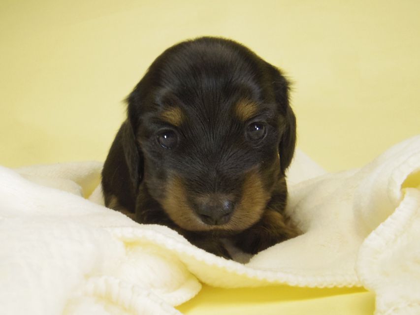 ダックスフンド カニンヘン いちご & オスカルの子犬 ブラタン女の子①