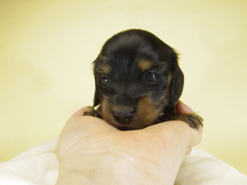 ダックスフンド カニンヘン いちご & オスカルの子犬 ブラタン女の子①