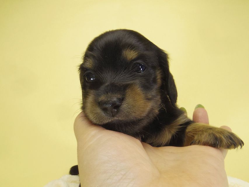 ダックスフンド カニンヘン いちご & オスカルの子犬 ブラタン女の子①