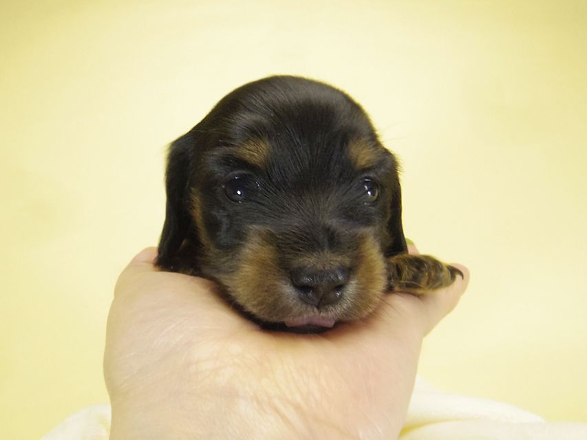 ダックスフンド カニンヘン いちご & オスカルの子犬 ブラタン女の子①