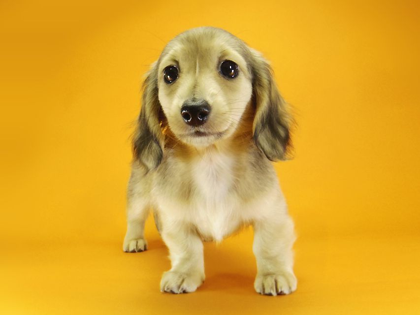 ダックスフンド カニンヘン メロディー & ダルク君の子犬 シェーデットクリーム 女の子④