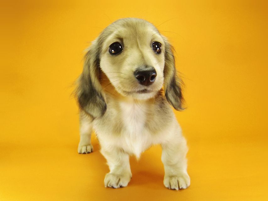 ダックスフンド カニンヘン メロディー & ダルク君の子犬 シェーデットクリーム 女の子④