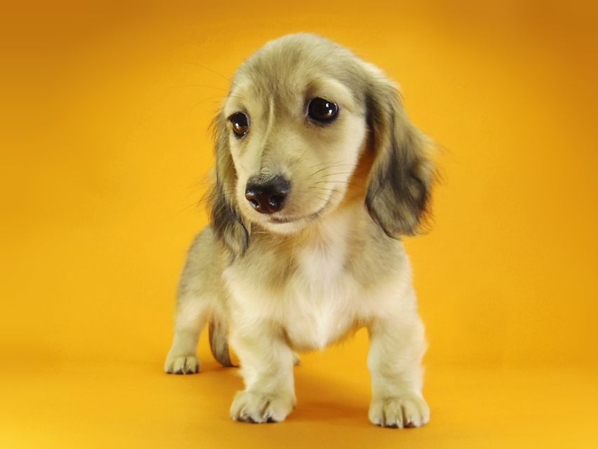 ダックスフンド カニンヘン メロディー & ダルク君の子犬 シェーデットクリーム 女の子④