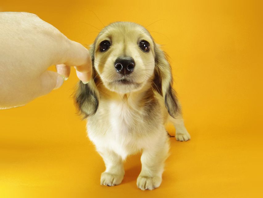 ダックスフンド カニンヘン メロディー & ダルク君の子犬 シェーデットクリーム 女の子④