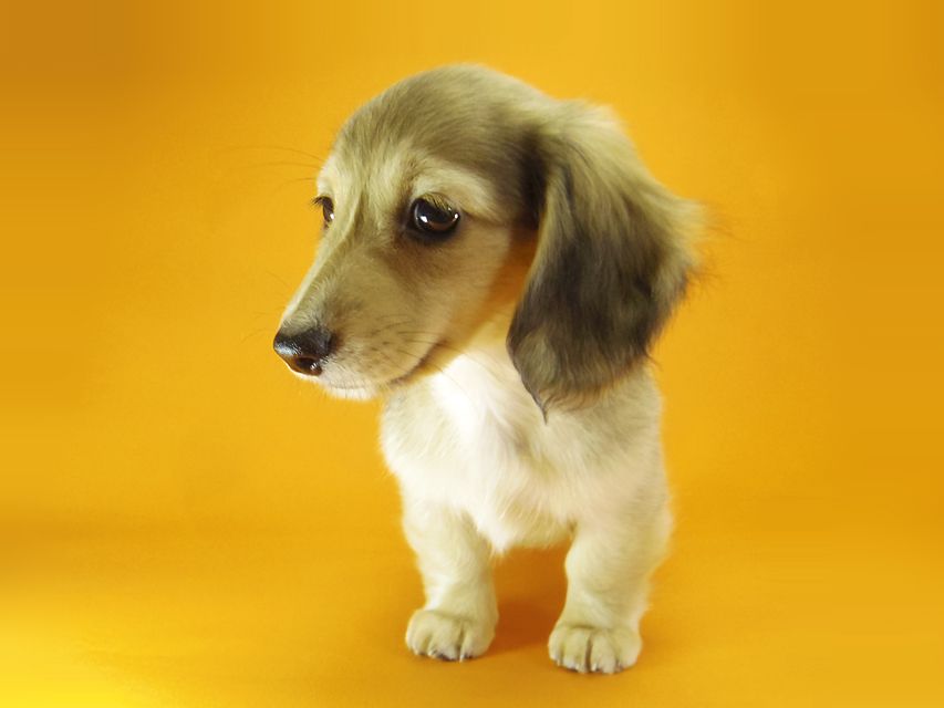 ダックスフンド カニンヘン メロディー & ダルク君の子犬 シェーデットクリーム 女の子④