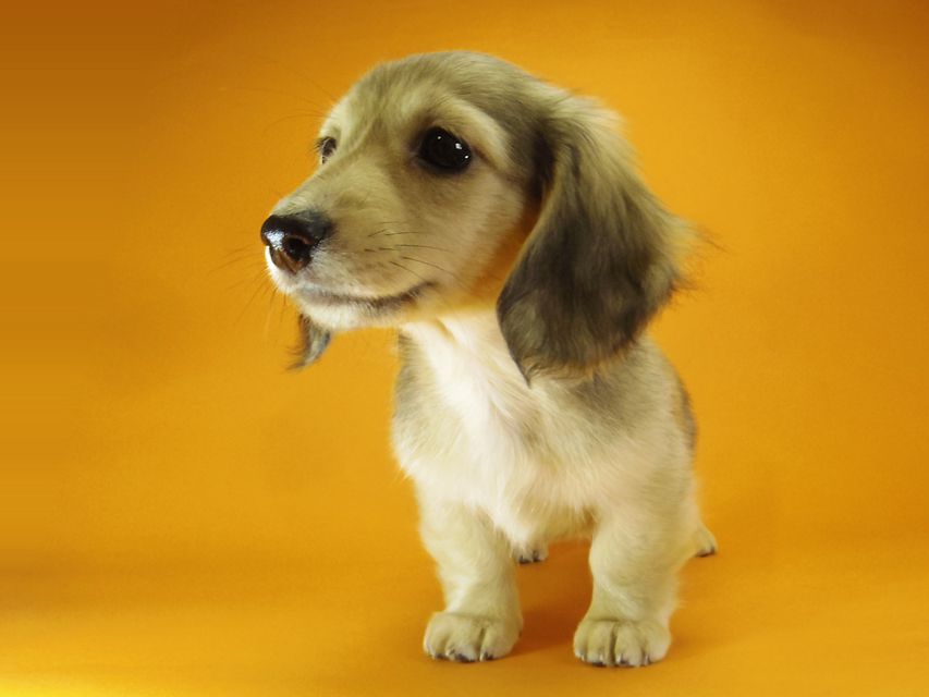 ダックスフンド カニンヘン メロディー & ダルク君の子犬 シェーデットクリーム 女の子④