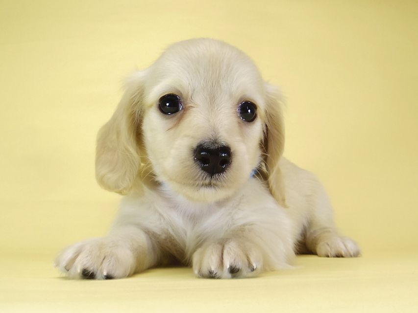 ダックスフンド カニンヘン シェリー.Ti & クッキー.Tiの子犬 ピュアクリーム 女の子③_IGP3868 ダックスフンド カニンヘン シェリー.Ti & クッキー.Tiの子犬 ピュアクリーム 女の子③