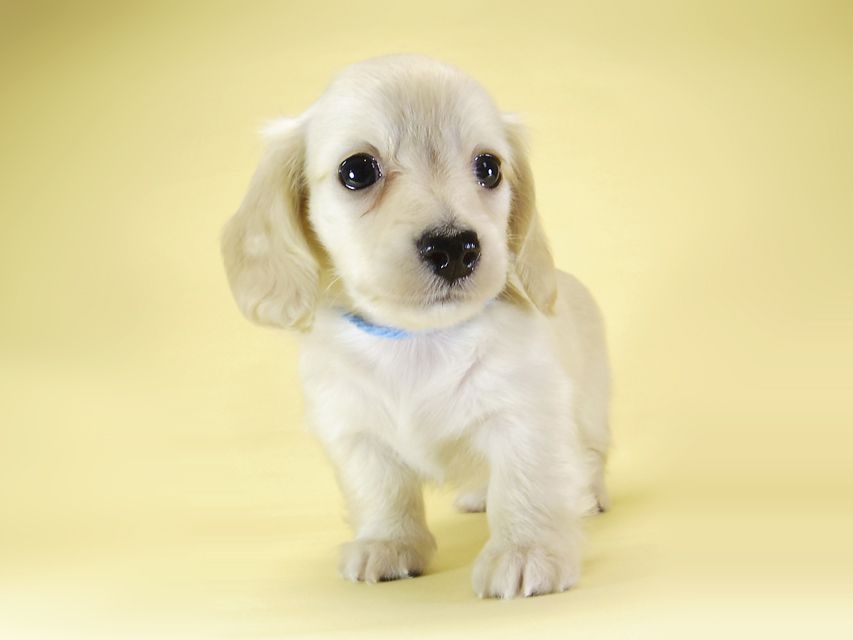 ダックスフンド カニンヘン シェリー.Ti & クッキー.Tiの子犬 ピュアクリーム 女の子③_IGP3871 ダックスフンド カニンヘン シェリー.Ti & クッキー.Tiの子犬 ピュアクリーム 女の子③