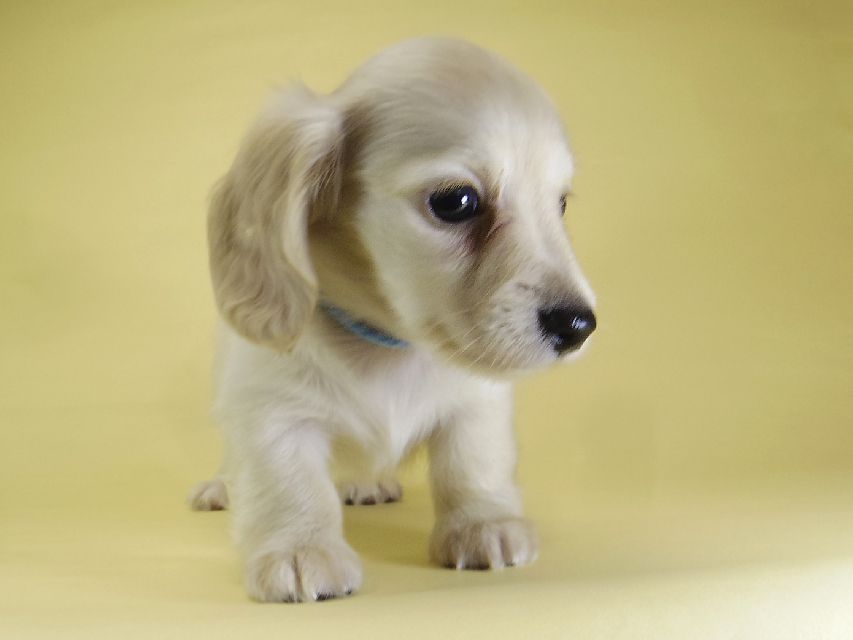 ダックスフンド カニンヘン シェリー.Ti & クッキー.Tiの子犬 ピュアクリーム 女の子③_IGP3873 ダックスフンド カニンヘン シェリー.Ti & クッキー.Tiの子犬 ピュアクリーム 女の子③