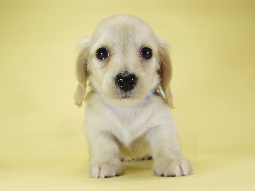 ダックスフンド カニンヘン シェリー.Ti & クッキー.Tiの子犬 ピュアクリーム 女の子③_IGP3876 ダックスフンド カニンヘン シェリー.Ti & クッキー.Tiの子犬 ピュアクリーム 女の子③