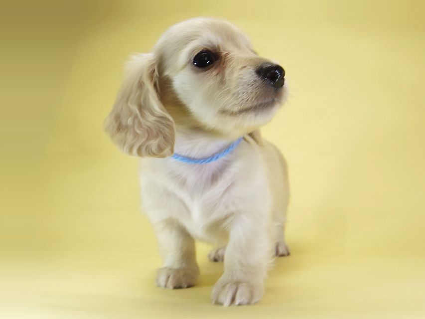 ダックスフンド カニンヘン シェリー.Ti & クッキー.Tiの子犬 ピュアクリーム 女の子③_IGP3878 ダックスフンド カニンヘン シェリー.Ti & クッキー.Tiの子犬 ピュアクリーム 女の子③