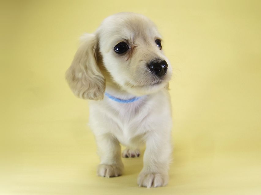 ダックスフンド カニンヘン シェリー.Ti & クッキー.Tiの子犬 ピュアクリーム 女の子③_IGP3879 ダックスフンド カニンヘン シェリー.Ti & クッキー.Tiの子犬 ピュアクリーム 女の子③