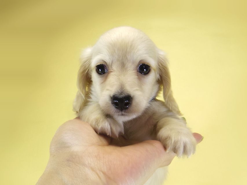 ダックスフンド カニンヘン シェリー.Ti & クッキー.Tiの子犬 ピュアクリーム 女の子③_IGP3880 ダックスフンド カニンヘン シェリー.Ti & クッキー.Tiの子犬 ピュアクリーム 女の子③