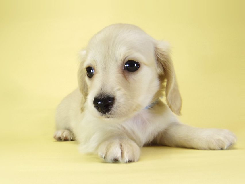 ダックスフンド カニンヘン シェリー.Ti & クッキー.Tiの子犬 ピュアクリーム 女の子③_IGP3884 ダックスフンド カニンヘン シェリー.Ti & クッキー.Tiの子犬 ピュアクリーム 女の子③