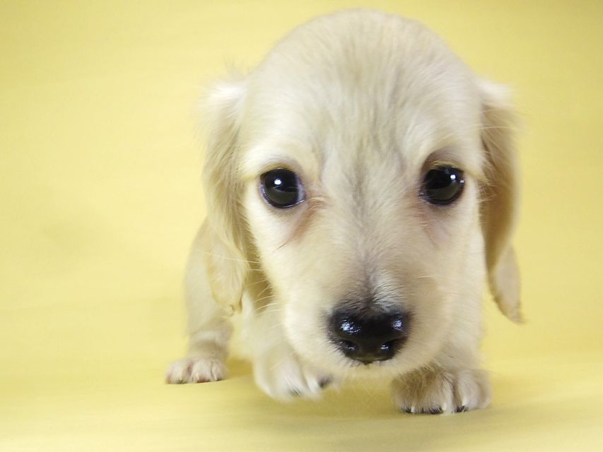 ダックスフンド カニンヘン シェリー.Ti & クッキー.Tiの子犬 ピュアクリーム 女の子③_IGP3887 ダックスフンド カニンヘン シェリー.Ti & クッキー.Tiの子犬 ピュアクリーム 女の子③