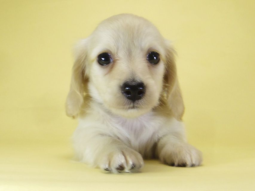 ダックスフンド カニンヘン シェリー.Ti & クッキー.Tiの子犬 ピュアクリーム 女の子③_IGP3888 ダックスフンド カニンヘン シェリー.Ti & クッキー.Tiの子犬 ピュアクリーム 女の子③