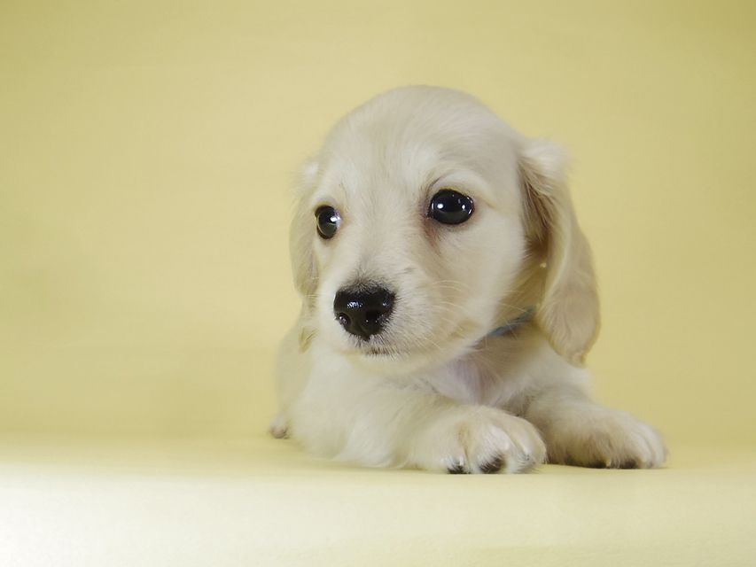 ダックスフンド カニンヘン シェリー.Ti & クッキー.Tiの子犬 ピュアクリーム 女の子③_IGP3889 ダックスフンド カニンヘン シェリー.Ti & クッキー.Tiの子犬 ピュアクリーム 女の子③