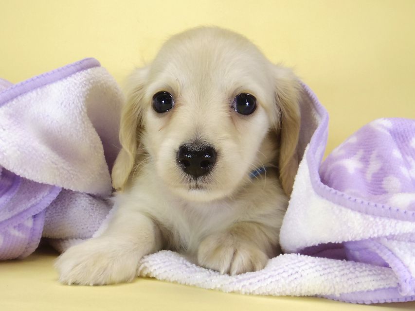 ダックスフンド カニンヘン シェリー.Ti & クッキー.Tiの子犬 ピュアクリーム 女の子③_IGP3890 ダックスフンド カニンヘン シェリー.Ti & クッキー.Tiの子犬 ピュアクリーム 女の子③