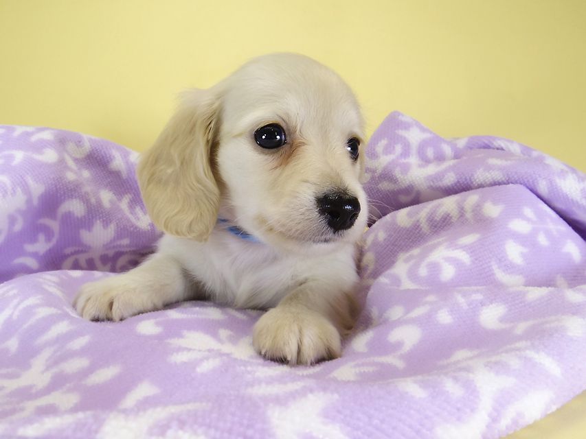 ダックスフンド カニンヘン シェリー.Ti & クッキー.Tiの子犬 ピュアクリーム 女の子③_IGP3891 ダックスフンド カニンヘン シェリー.Ti & クッキー.Tiの子犬 ピュアクリーム 女の子③