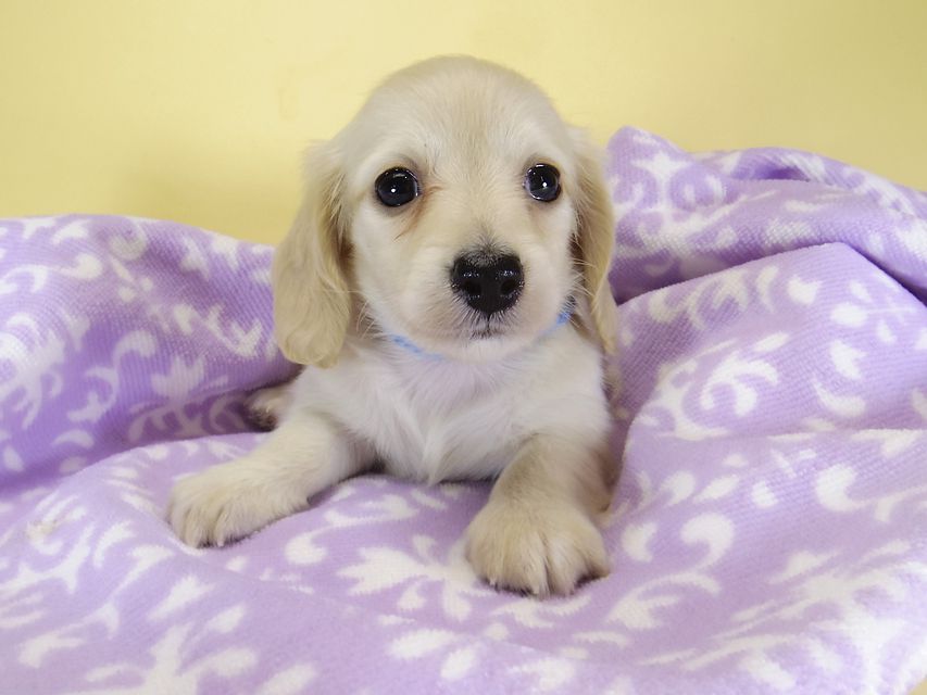 ダックスフンド カニンヘン シェリー.Ti & クッキー.Tiの子犬 ピュアクリーム 女の子③_IGP3893 ダックスフンド カニンヘン シェリー.Ti & クッキー.Tiの子犬 ピュアクリーム 女の子③